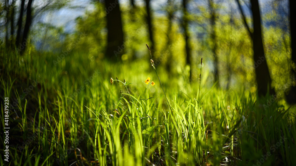 a small fragile yellow flower in the tall grass in the forest is illuminated by the sun a small fragile yellow flower in the tall grass in the forest is illuminated by the sun