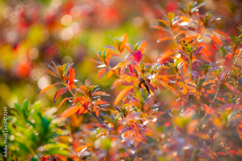 red autumn leaves