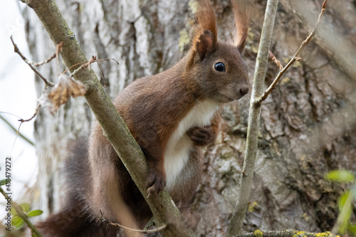 Eichhörnchen © Kevin Kenmoe