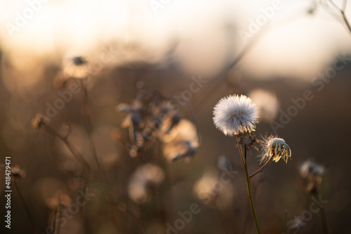 Wallpaper Mural dandelion in the morning Torontodigital.ca