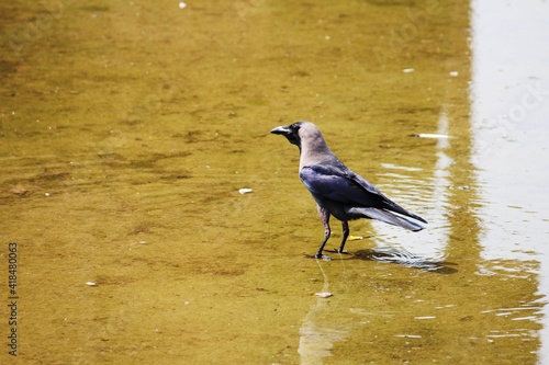 bird in the water