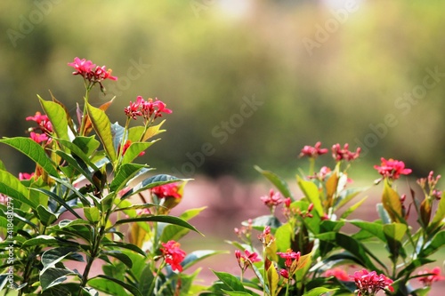 flowers in the garden