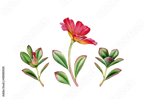 Fototapeta Naklejka Na Ścianę i Meble -  Watercolor succulent flower. Set of red flower and branches with bud and leaves. colorful tropical collection of cactus in bloom isolated on white. Realistic botanical illustration