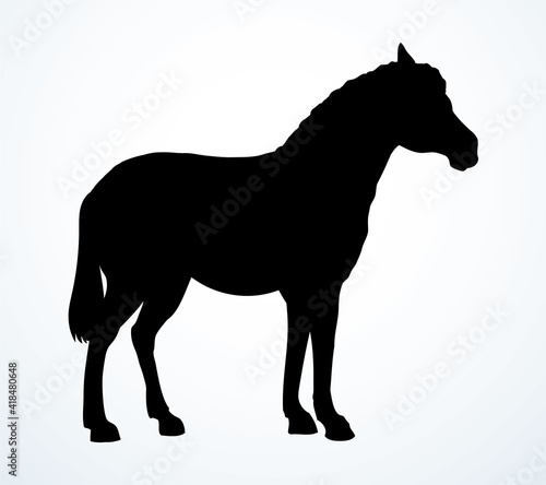 Pony horse animal. Vector drawing