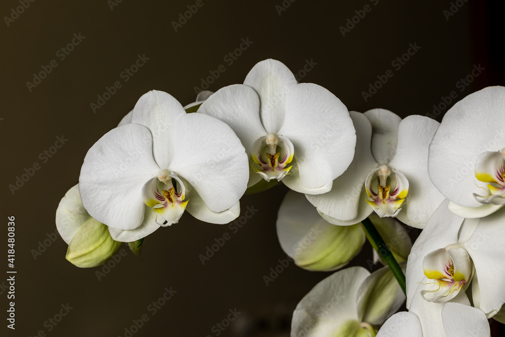 Obraz premium White orchid flowers, variety Phalaenopsis
