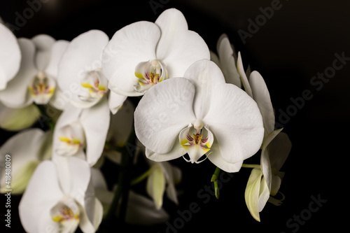 White orchid flowers  variety Phalaenopsis