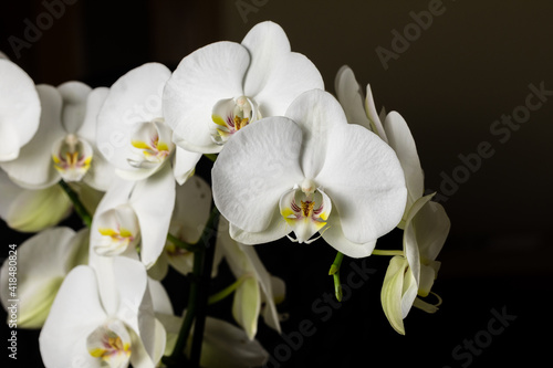 White orchid flowers  variety Phalaenopsis