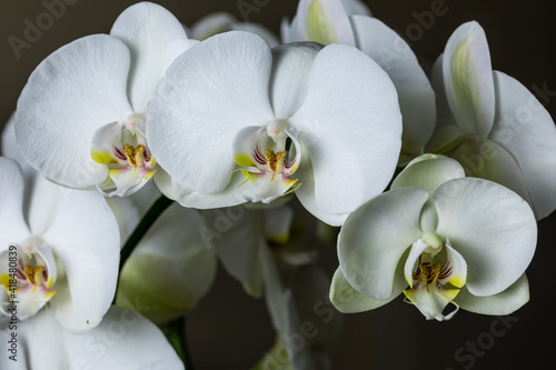 White orchid flowers  variety Phalaenopsis