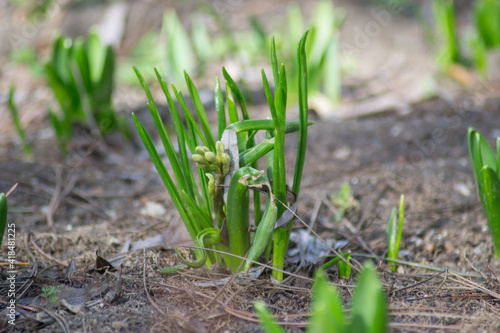 Hyacinth sprouts in a row in the garden, bunch of plant's stems, first spring flowers, beauty in nature
