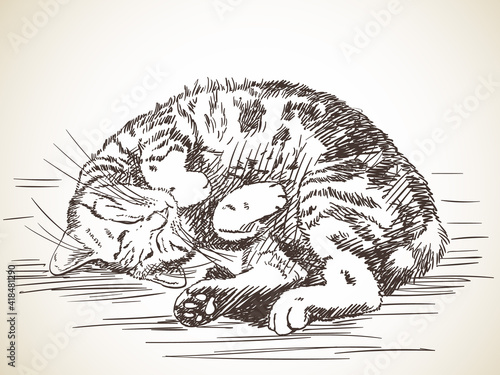 cat hand drawn
