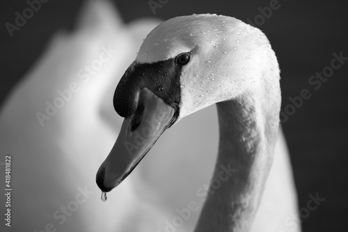 Cigno B&W photo