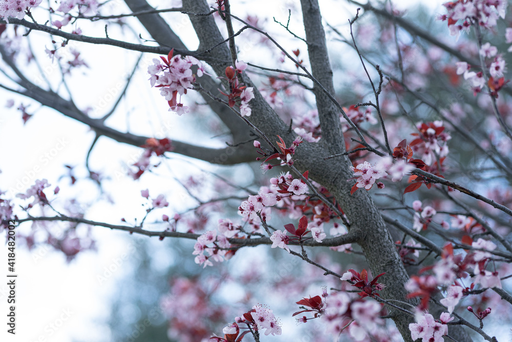 Beautiful ornamental cherry blossom close up in a park when spring is coming Beautiful ornamental cherry blossom close up in a park when spring is coming