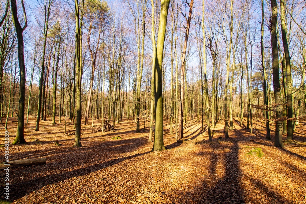 Fototapeta premium End of winter in Forrest with blue sky