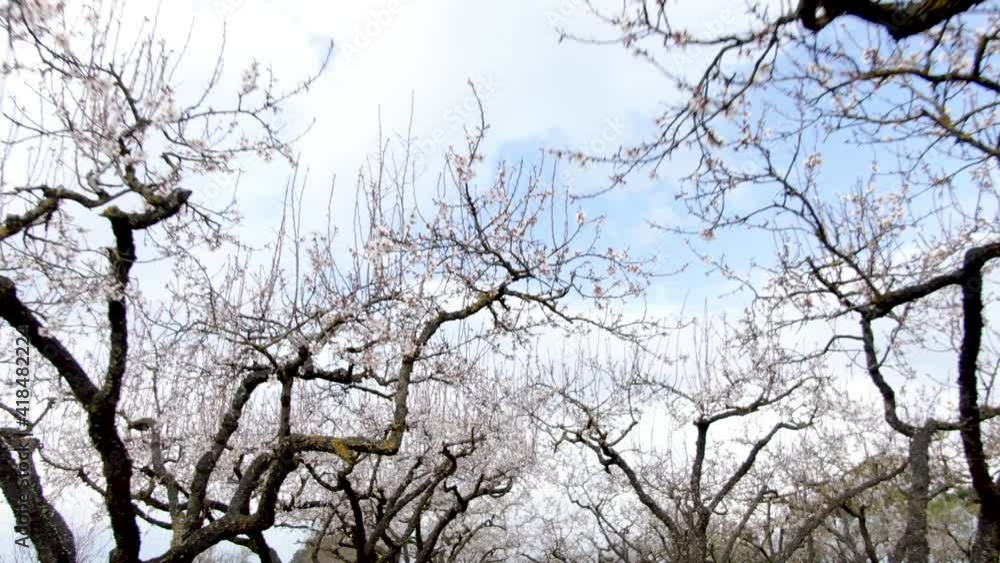 slow drone views among flowering almond trees slow drone views among flowering almond trees