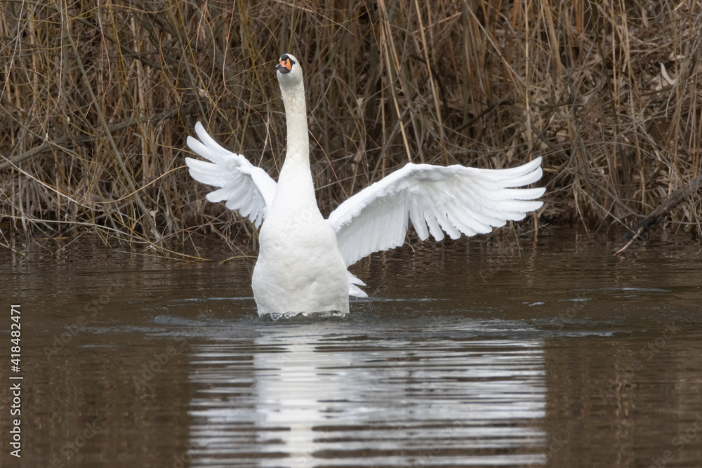 Fototapeta premium Swan