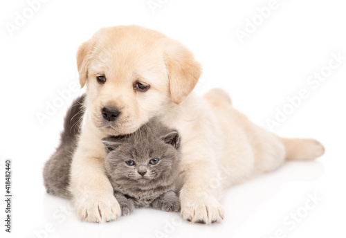 Golden retriever puppy hugs a tiny gray kitten. isolated on white background
