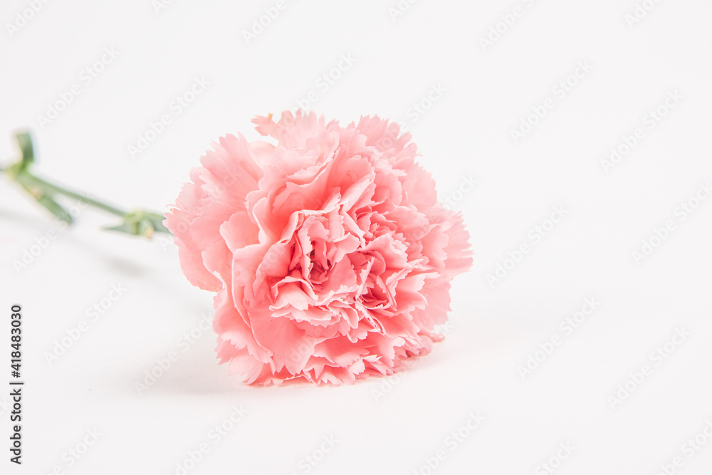 Pink carnation mother's day blessing flowers on white bakcground Pink carnation mother's day blessing flowers on white bakcground