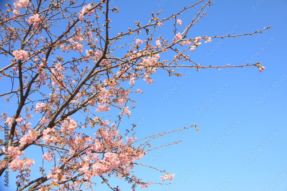 Beautiful Cherry Blossom in Kagoshima during Spring, Japan Beautiful Cherry Blossom in Kagoshima during Spring, Japan
