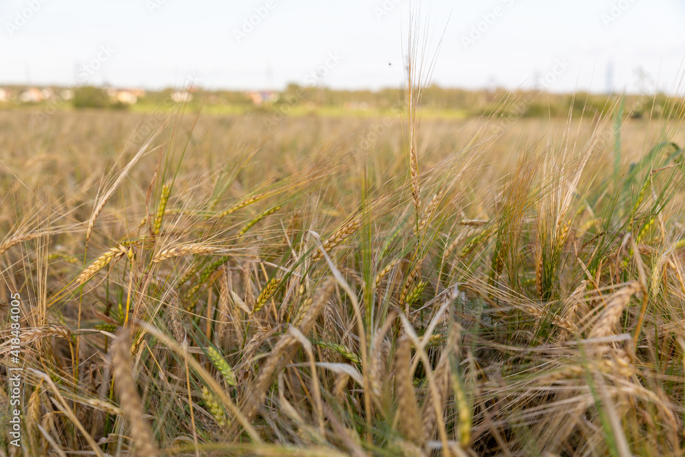 Obraz premium Ears of wheat in the field