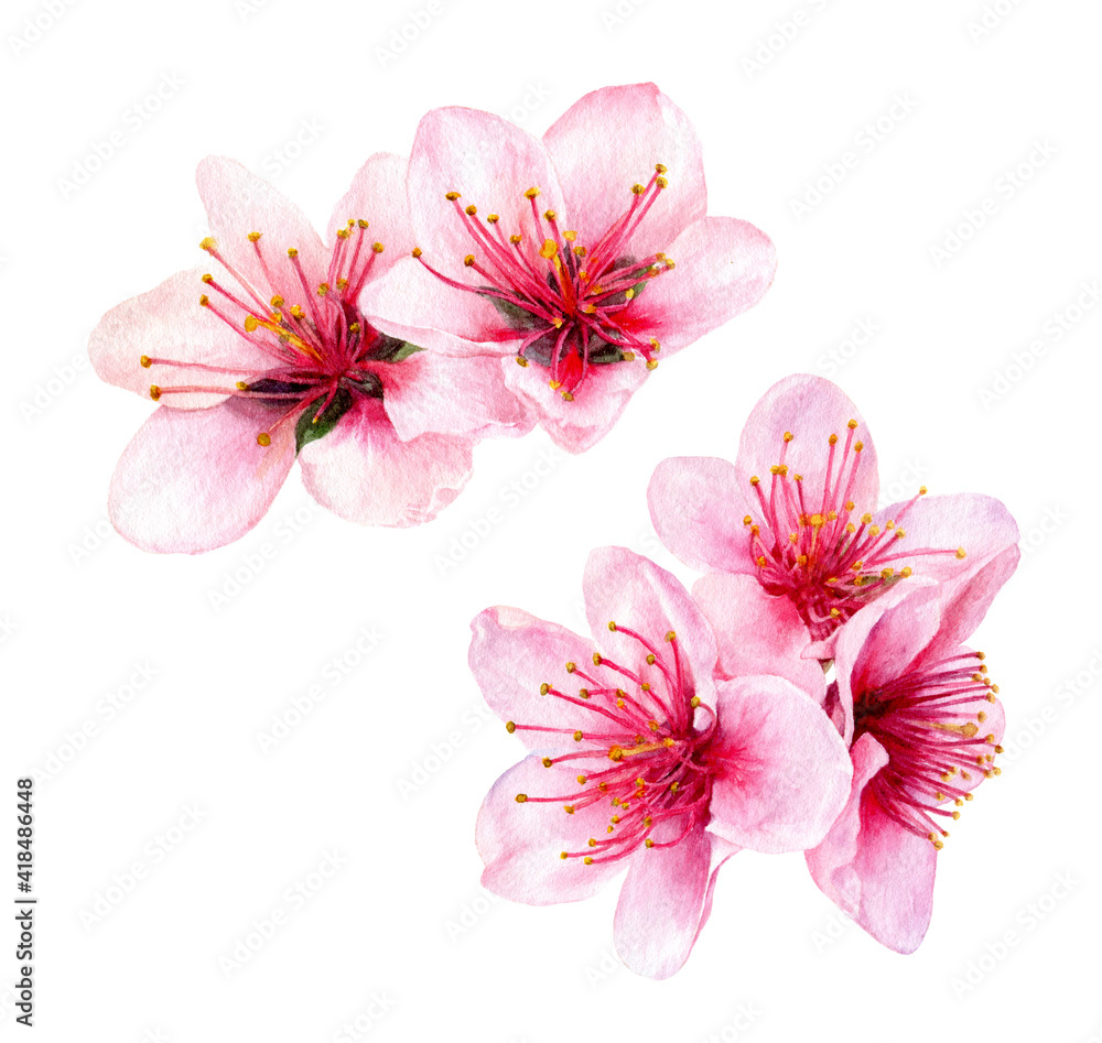 Peach flowers watercolor illustration isolated on white background Peach flowers watercolor illustration isolated on white background