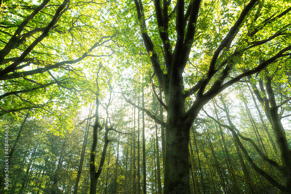 Fototapeta premium Sunshine in the forest - Golden Forest