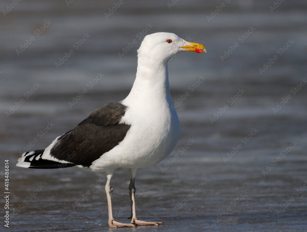 Great black-backed gull	
