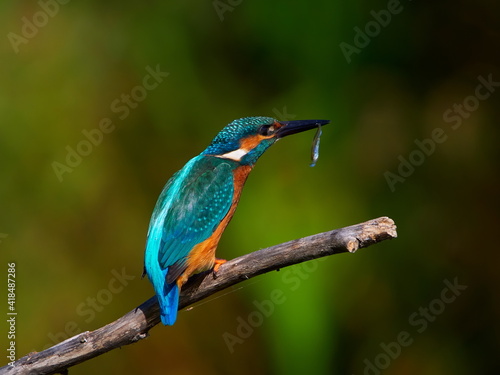 The common kingfisher (Alcedo atthis) also known as the Eurasian kingfisher in natural habitat