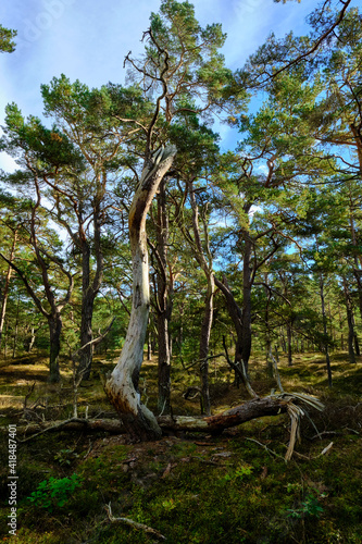 Mystischer Darßer Urwald, Nationalpark Vorpommersche Boddenlandschaft, Mecklenburg Vorpommern, Deutschland photo