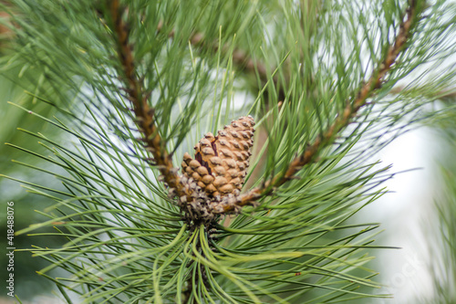 Pine tree branch with cones in spring