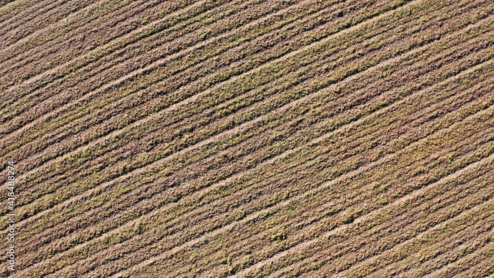 an fresh plowed and sown field filmed with a rotation upwards an fresh plowed and sown field filmed with a rotation upwards