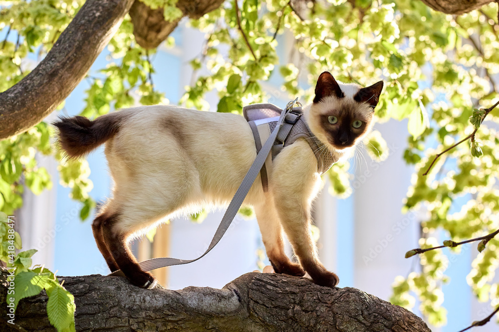 Fototapeta premium Mekong Bobtail cat on tree at early spring. Adorable cat portrait stay on tree branch