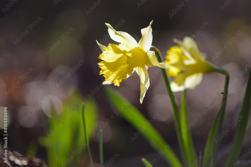 Obraz premium yellow daffodil in forest