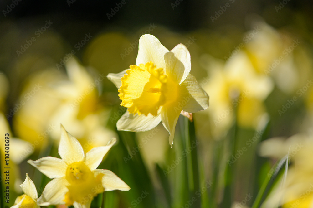 yellow daffodil in forest