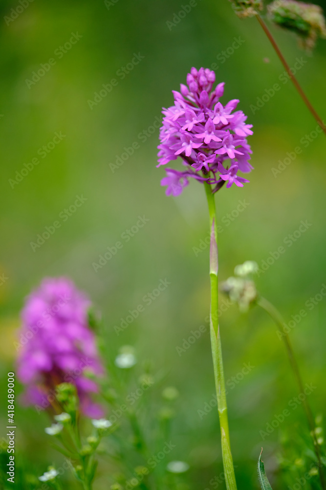 Pyramiden-Hundswurz, Anacamptis pyramidalis, auch Pyramidenorchis, Spitzorchis, Kammstendel oder Pyramidenstendel genannt Pyramiden-Hundswurz, Anacamptis pyramidalis, auch Pyramidenorchis, Spitzorchis, Kammstendel oder Pyramidenstendel genannt
