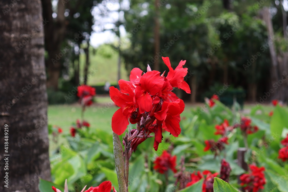 Summer Flowers in Brisbane Botanical Gardens