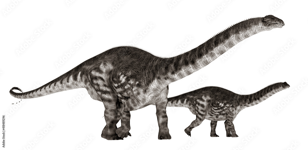 Dinosaurier Apatosaurus, Freisteller Dinosaurier Apatosaurus, Freisteller