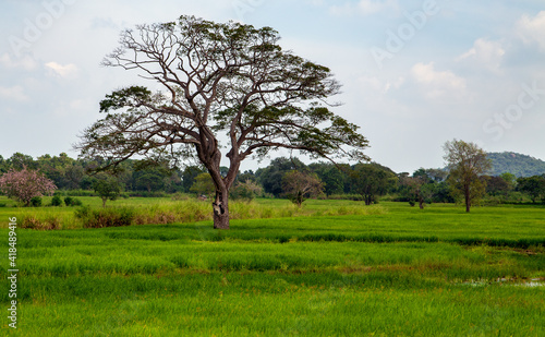 Green tree Forest bush foliage landscape park country garden summer. Blue Sky and Green Grass. 