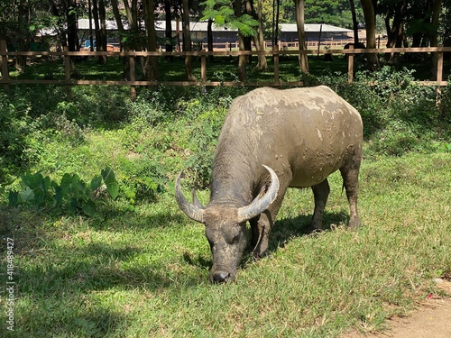 water buffalo