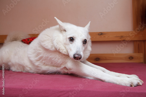 Photography White West Siberian Laika