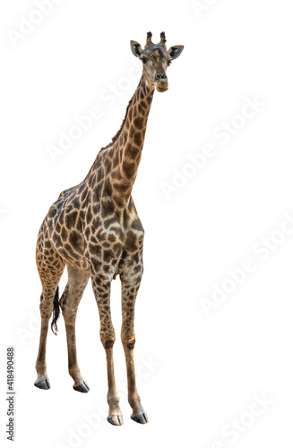 Giraffe on a white background.