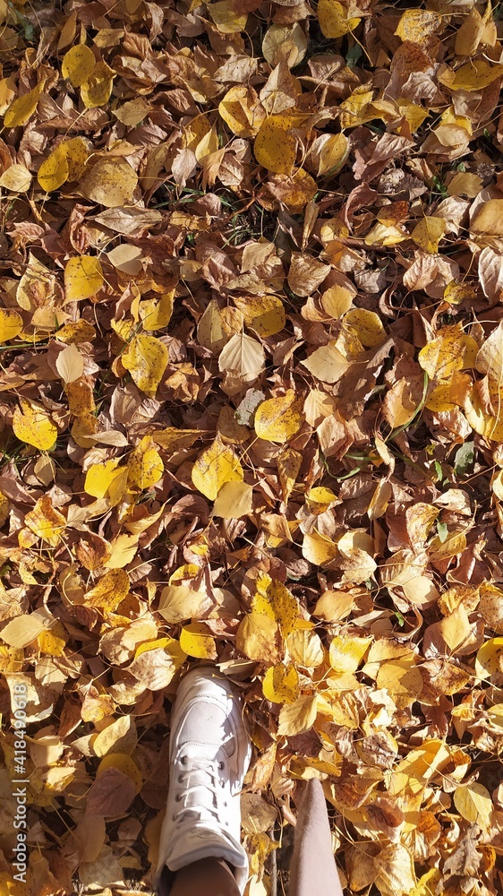 autumn leaves background autumn leaves background