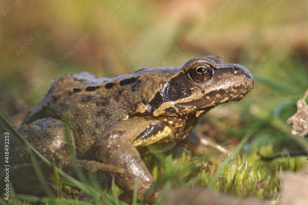 Closeup of a common European brown frog Rana temporaria on green moss Closeup of a common European brown frog Rana temporaria on green moss