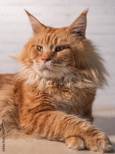 Purebred red Maine Coon cat lying on the floor at home