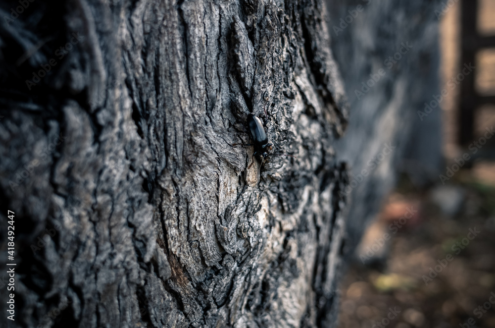 bark of a tree bark of a tree