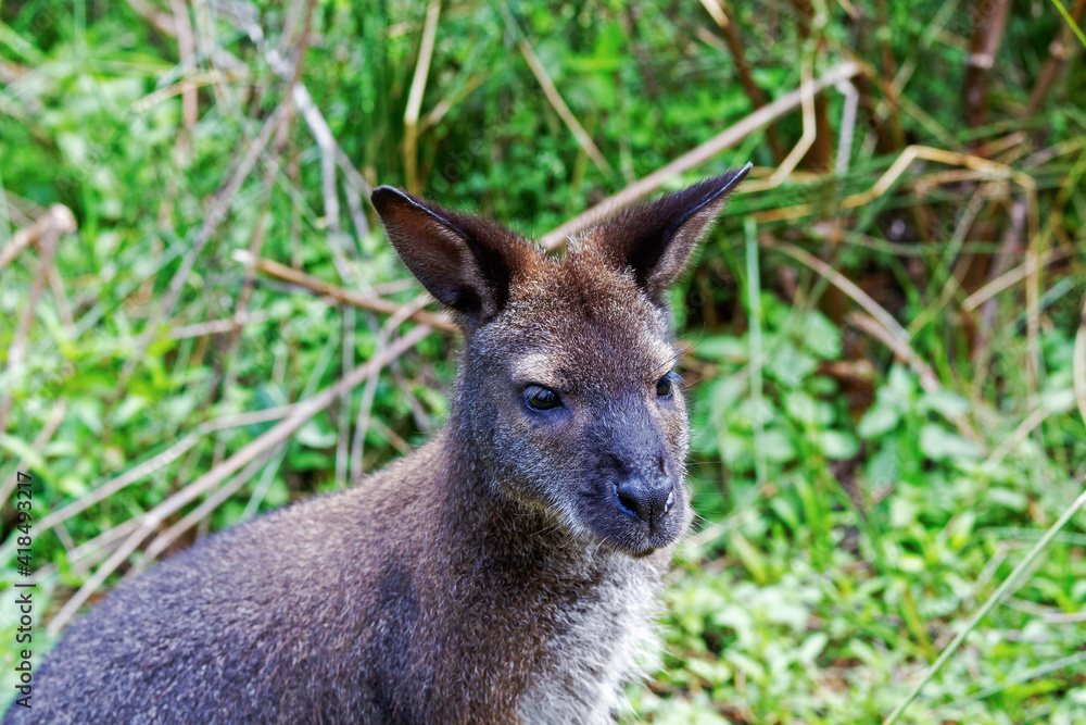 Wallaby gros plan