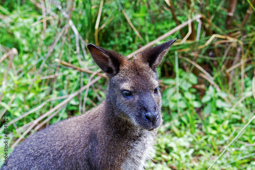 Wallaby gros plan © Agence73Bis-C.BONNET