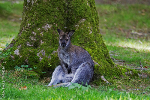 Wallaby assis