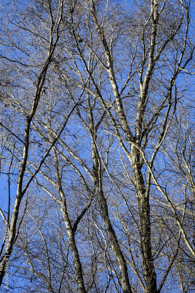 Natural Abstract Tree Pattern. Trees on blue clear sky background in forest. Bottom view. Vertical photo. Natural Abstract Tree Pattern. Trees on blue clear sky background in forest. Bottom view. Vertical photo.