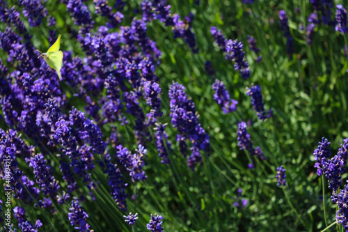 Fragrant blooming lavender on a sunny summer day.