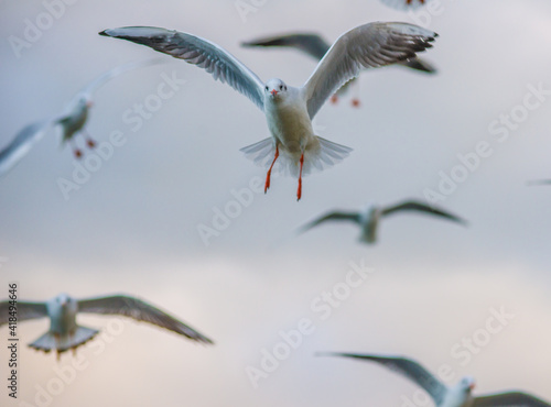 Seagulls in the sky many seagulls and one seagull in beautiful light at sunset and in the clouds photo